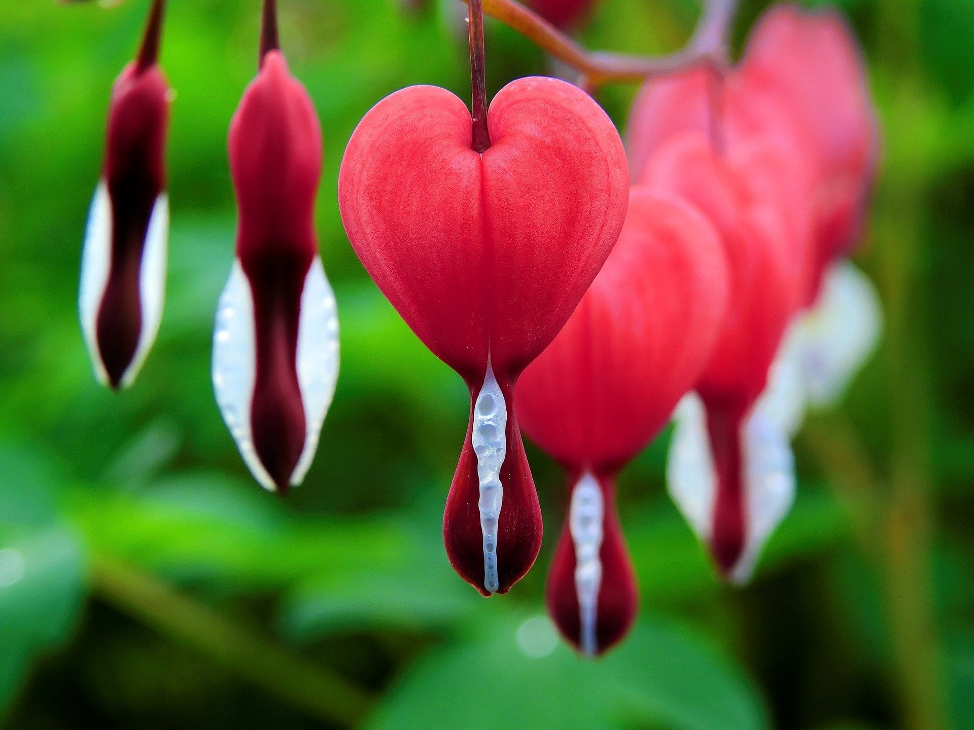 heart flower hanging from branch