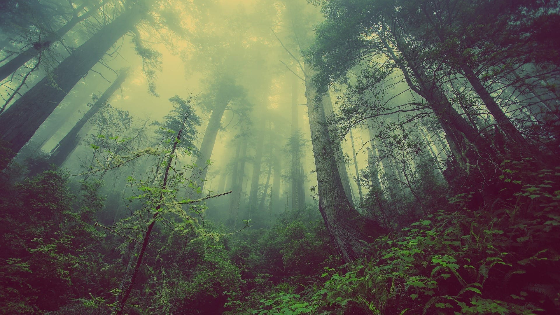 sun shining through misty forest