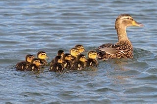 baby chicks using their supernatural powers